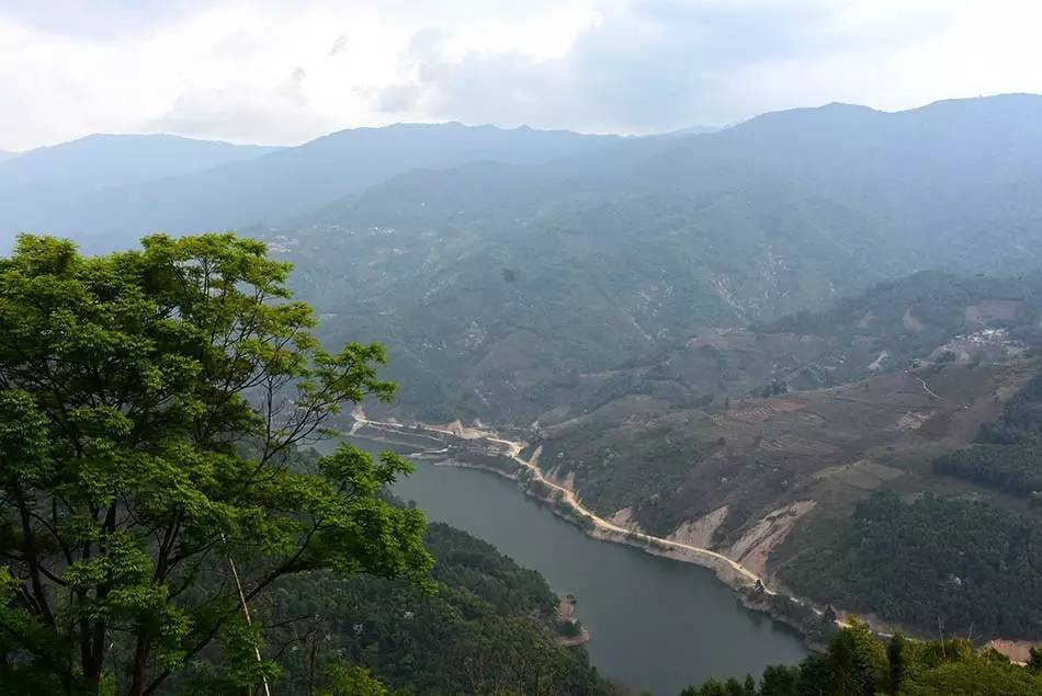 2024年磨烈古樹春茶多少錢一公斤？