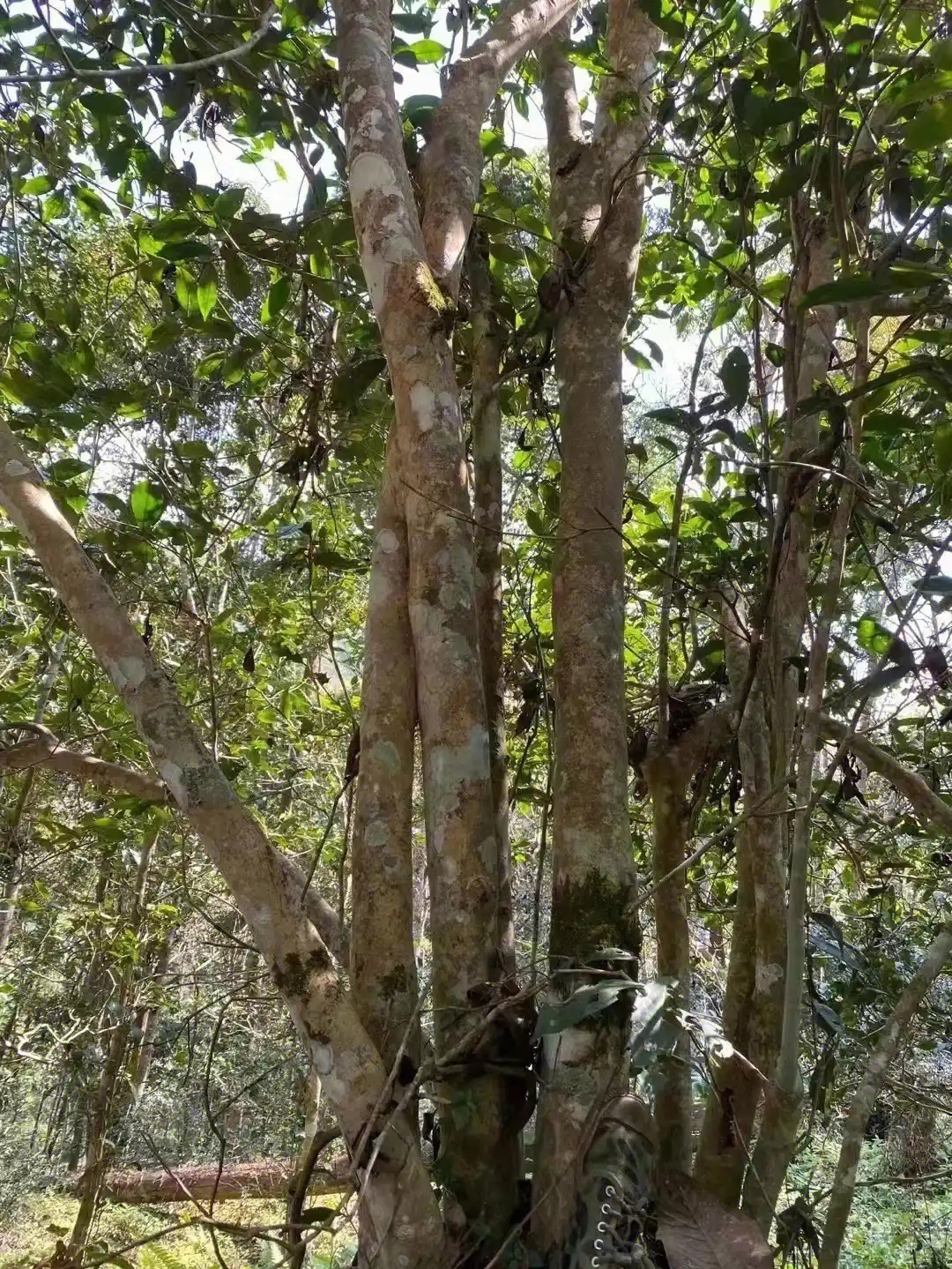 【薄荷塘】普洱茶為什么叫高桿茶？