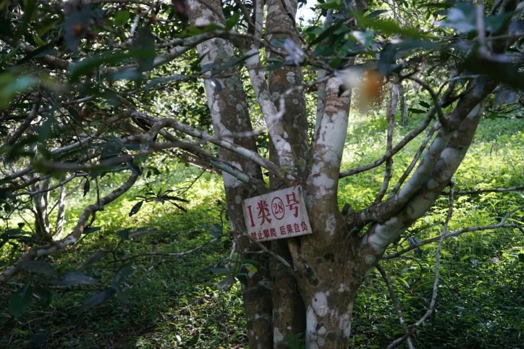 易武巔峰薄荷塘，普洱茶界最神奇最瘋狂的存在