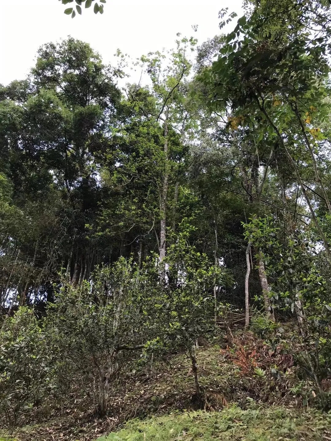 2025年易武古樹春茶口感如何？