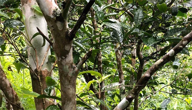 2025年易武古樹春茶品質(zhì)怎么樣？