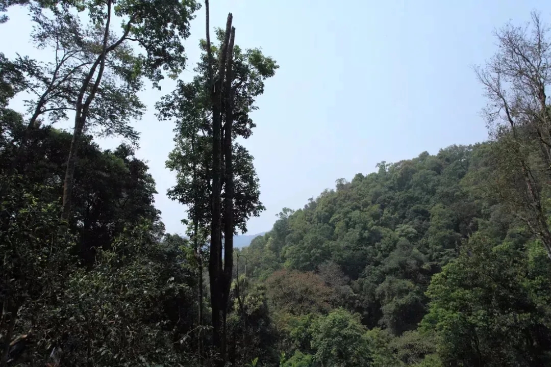 2025年易武古樹春茶多少錢一公斤？