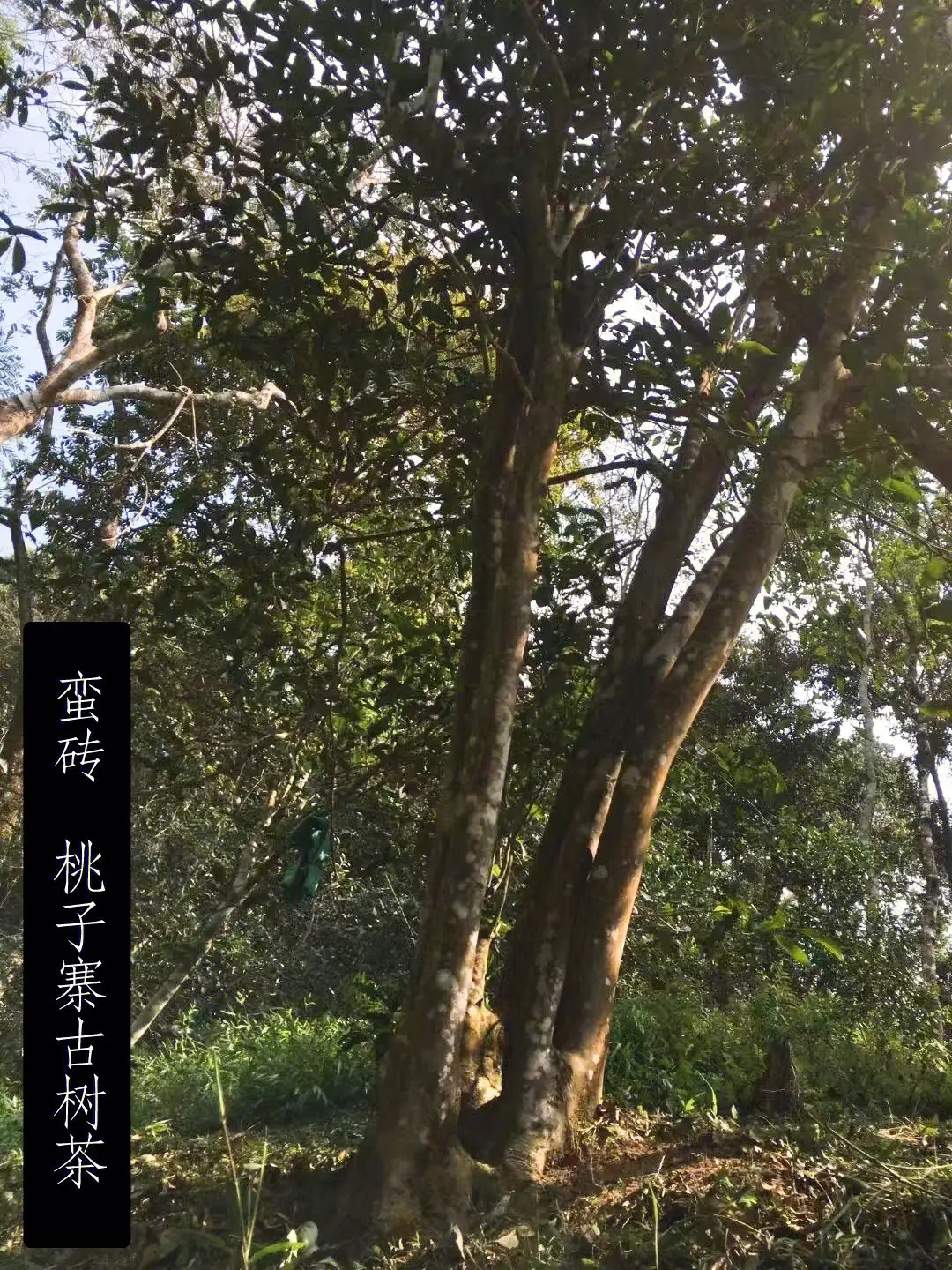 2025年蠻磚古樹(shù)春茶口感怎么樣？