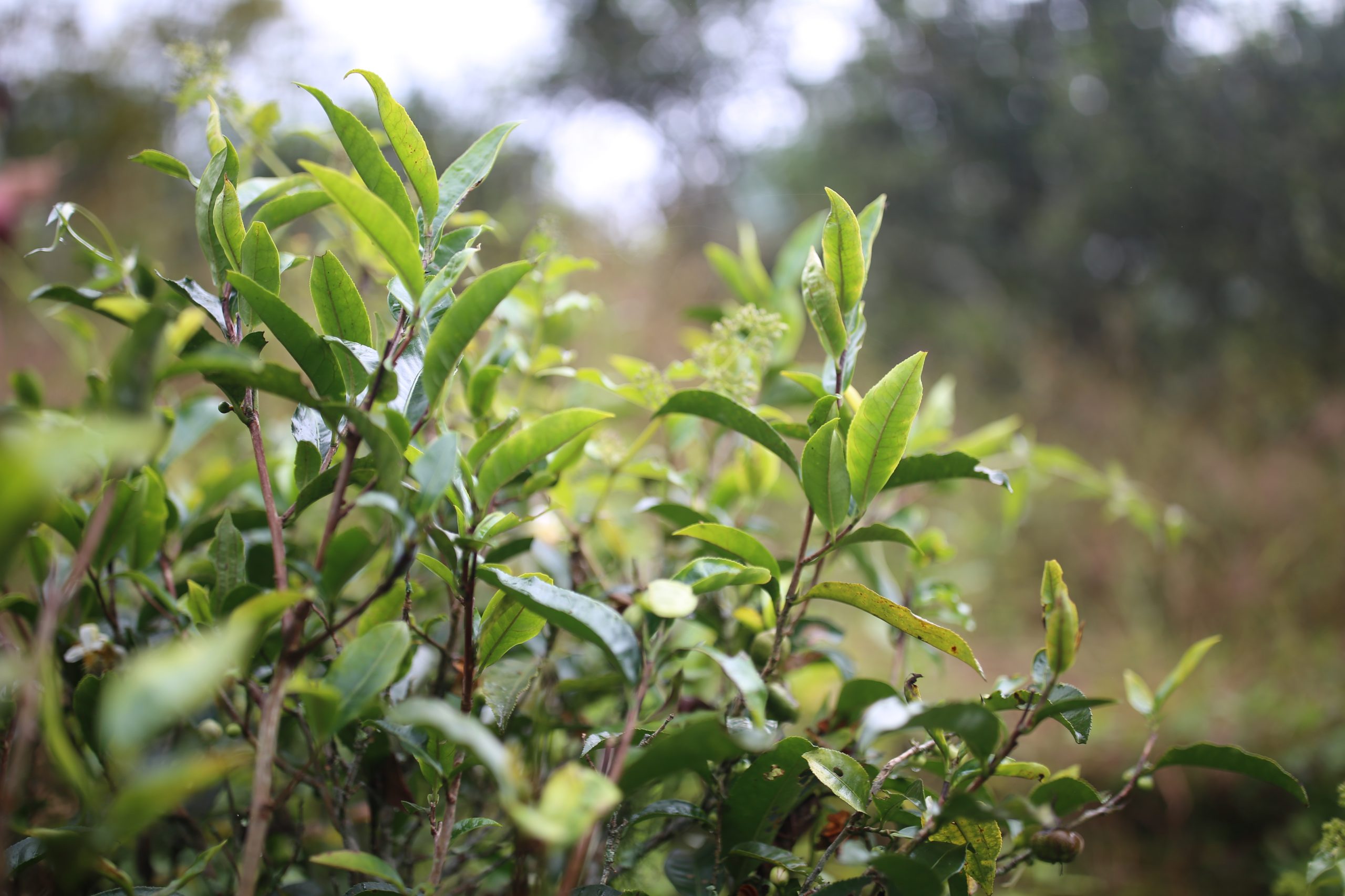 2025年蠻磚古樹春茶多少錢一公斤？