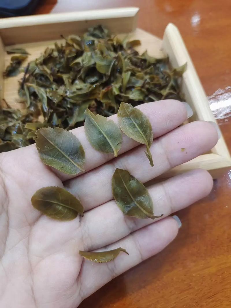 倚邦頭春茶，小葉種的春天
