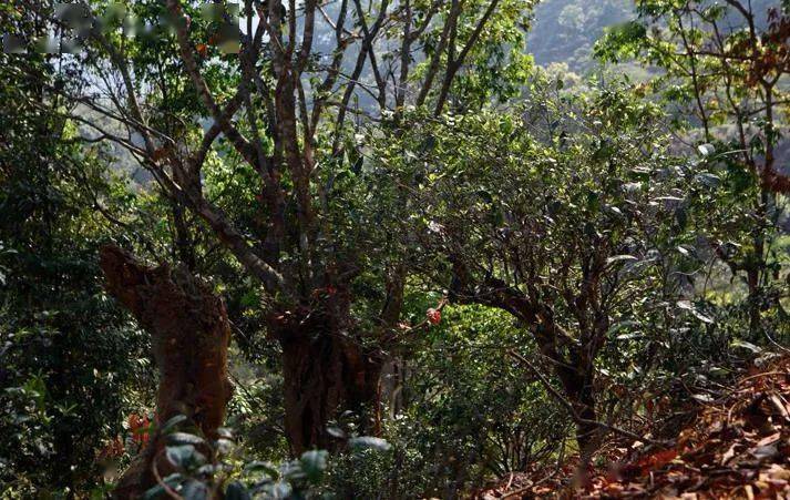 先有莽枝牛滾塘，之后才有普洱府