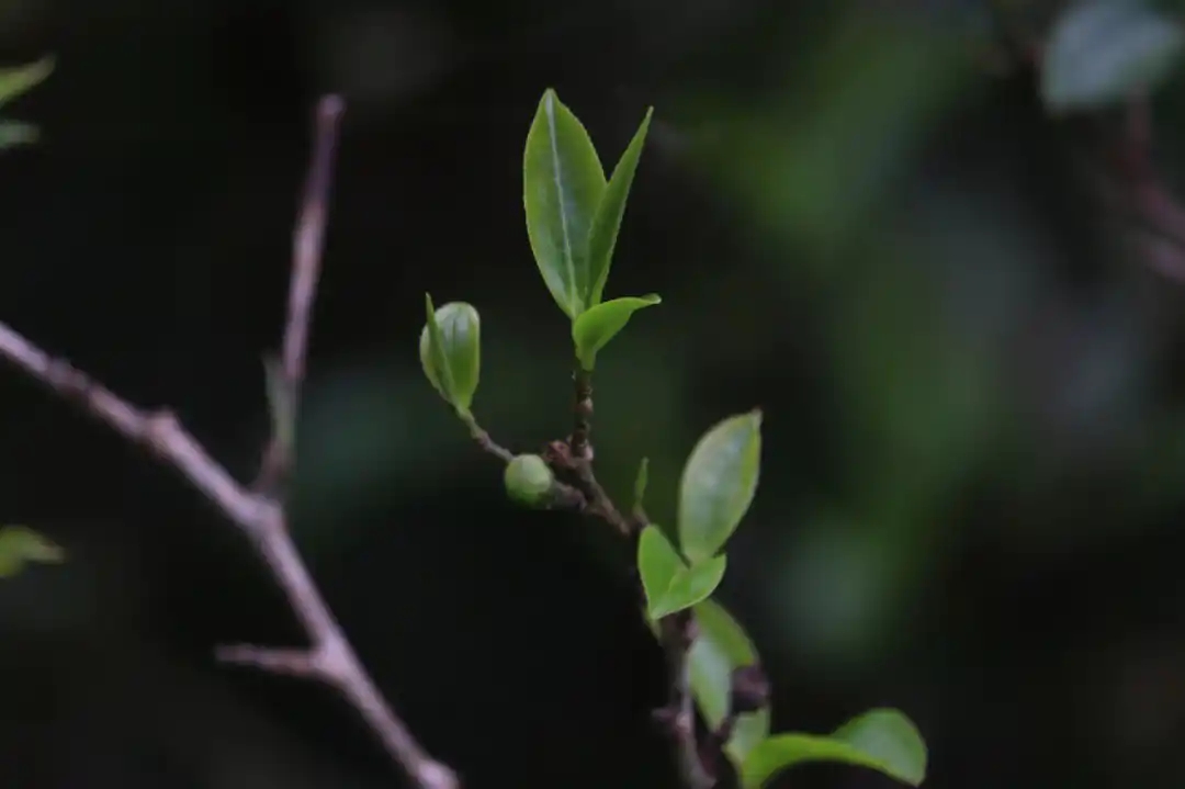 為什么說(shuō)莽枝是古六山中性價(jià)比最高的?